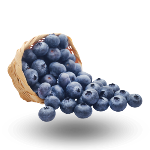 American Blueberry