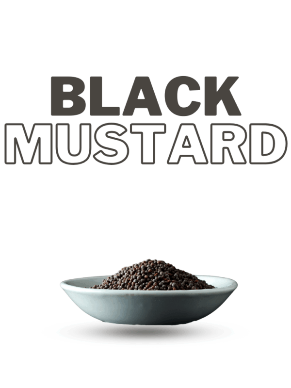 Black Mustard