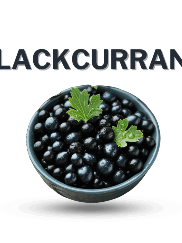 Black Currant