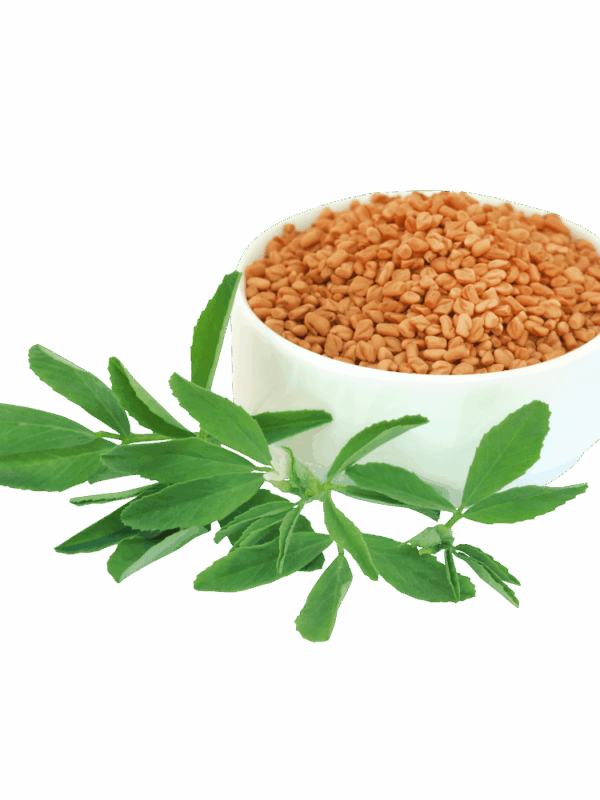 Fenugreek